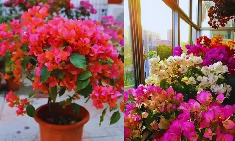 Cây hoa giấy 'lười' ra hoa, làm 5 cách này sẽ nở bung rực rỡ, hoa nhiều hơn lá