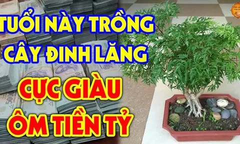 Loại cây là "nhân sâm cho người nghèo", trồng trong nhà gia chủ Phất nhanh