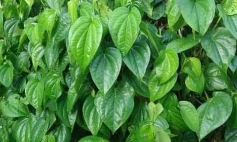 Trồng cây trầu không trước nhà có tốt không? Ý nghĩa phong thủy nhiều người không biết