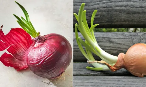 Có nên ăn hành tây mọc mầm không?