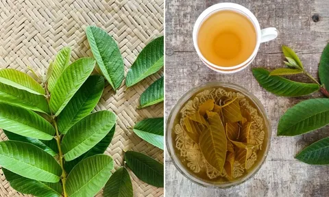 Thường xuyên uống nước lá ổi, cơ thể nhận được 5 lợi ích tuyệt vời này