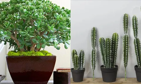 Trồng cây cát tường, rước lộc vào nhà: 4 loại cây cảnh mang lại may mắn, thịnh vượng