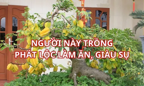 Trồng cây khế thu hút tài lộc, gia đình khỏe mạnh, người tuổi này trồng 1 cây giúp làm ăn thuận lợi giàu sụ