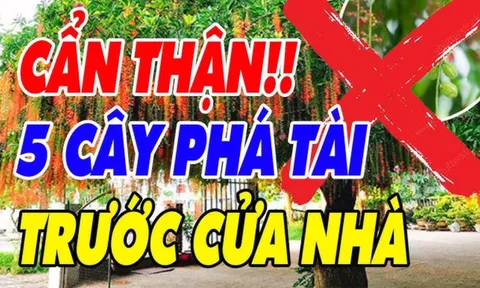 Trước cửa có 5 cây ác, cây càng xanh tươi gia chủ càng khánh kiệt, 5 cây đó là gì?