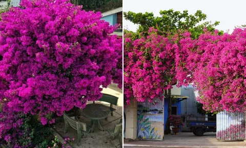 Tuốt lá cho cây hoa giấy có tác dụng gì? Khi nào cần tuốt lá?