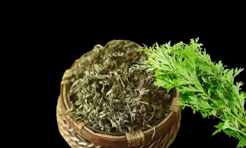 Vì sao tổ tiên dặn nên trồng cây rau ngải cứu trước nhà? Nhiều người biết xong thì tiếc nuối