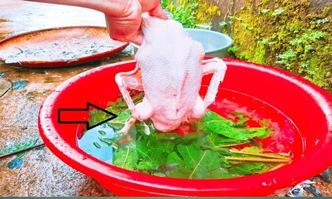Vò nắm lá này rồi thả vào chậu, vịt nhiều lông măng hôi đến đâu cũng sạch hết