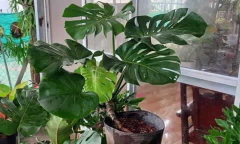 7 cây phong thủy đẹp này sẽ giúp gia chủ thu hút tài lộc và mang lại nhiều may mắn