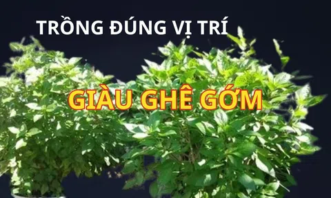 Cây rau này vừa ngon dễ trồng, giúp khỏe người lại được phong thủy khuyên trồng vị trí này hút tài lộc cực giàu