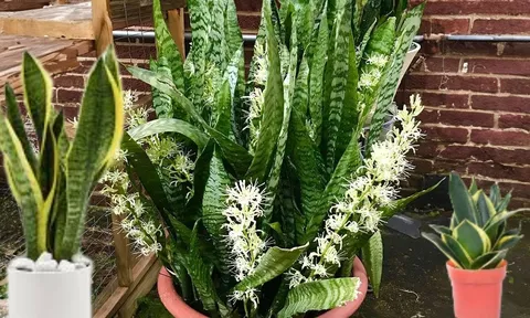 Trồng cây lưỡi hổ thu hút tài lộc, khi chúng ra hoa là có điềm, gia chủ chú ý để hút vận giàu sang