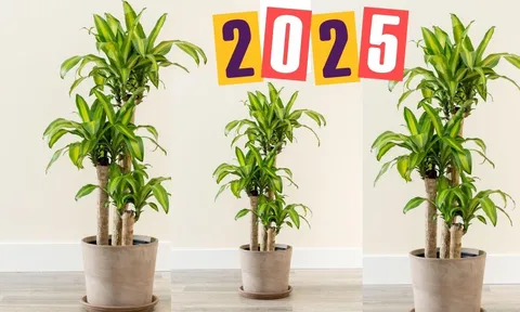 Trồng cây thiết mộc lan thu hút tài lộc giàu có nhưng phải đặc biệt chú ý điều này kẻo vàng bạc trôi sông