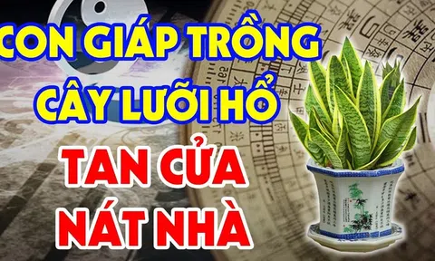 Tuổi này đại kỵ với cây Lưỡi Hổ: Trồng 1 cây nhỏ thôi gia chủ cũng nghèo, tiền của không cánh mà bay