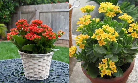 2 mệnh cực hợp trồng cây hoa bỏng giúp mang lại may mắn, tài lộc dồi dào
