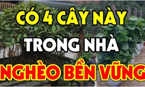 4 loại cây hút Âm Khí: Trồng trước nhà cây càng xanh tươi người càng hao tài, khánh kiệt: Đó là cây gì?