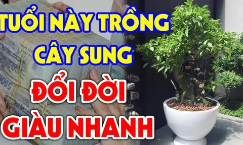 4 tuổi hợp nhất trồng Sung: Có 1 cây trong nhà Phúc - Lộc - Thọ có đủ