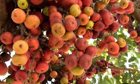 Các cụ dặn, trồng 1 cây này trước nhà con cháu đời đời sung túc: Nhà giàu nào cũng có 1 cây