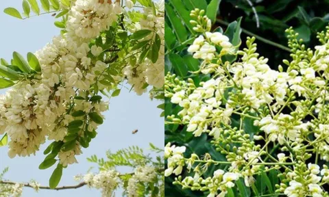 Tổ tiên dặn trồng cây hoa hòe đúng vị trí gia đình khỏe mạnh giàu có, trồng sai thì họa lớn? Vì sao?