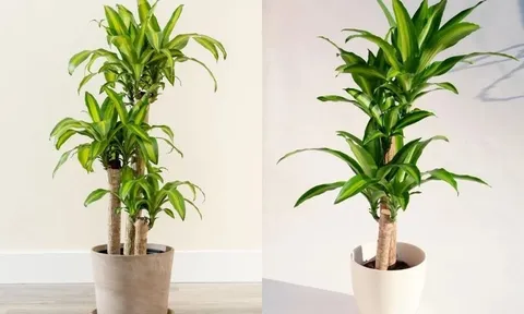 3 cây cảnh tài lộc này, nhà nào trồng nhà đó hưởng nhiều may mắn và sung túc