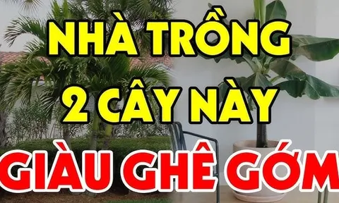 3 loại cây đệ tử Thần Tài trồng trước nhà nào nhà đó giàu nứt vách: Đó là cây gì?