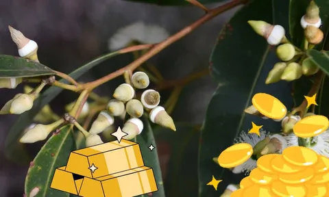 Bất ngờ loài cây trữ vàng trong lá, cô đặc lá thu được vàng thật, ở Việt Nam cũng rất nhiều cây này