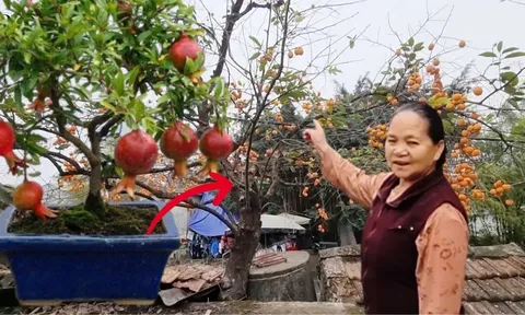 Các cụ dặn: "Phía Đông trồng lựu hốt vàng, phía Tây trồng hồng hốt bạc", vì sao?