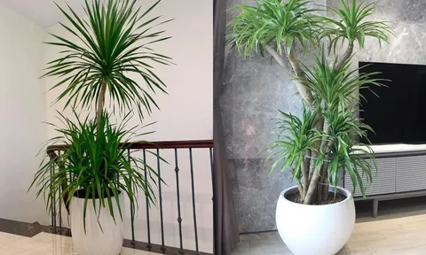Cây phát tài núi: Mang lại tài lộc nhưng vì sao bị nhiều người 'tẩy chay'? Lý do sẽ khiến bạn bất ngờ