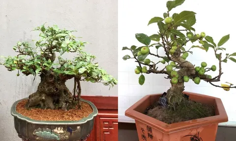 Nên trồng sung ở đâu để giàu sang gõ cửa, phú quý bủa vây?