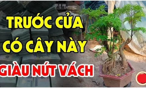 Nghèo mấy cũng đừng chặt bỏ 3 loại cây này: Cây càng xanh tươi người càng giàu có, đó là cây gì?