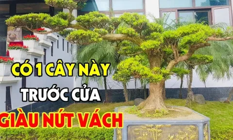 4 cây cảnh mọc trong sân, phước lành đến từ mọi hướng, có 1/4 gia chủ đã giàu