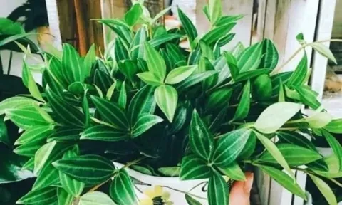Mỗi nhà nên trồng 1 cây Bình An để luôn mang điều tốt lành, thuận lợi và may mắn