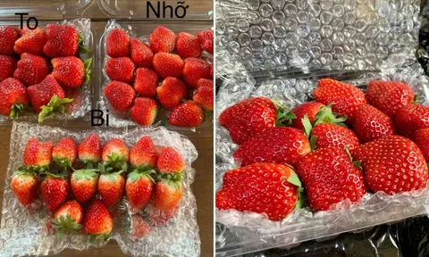Mua dâu tây cứ nhìn vào điểm này, lựa đúng loại dâu Mộc Châu chín ngọt