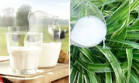 Sữa tươi hết hạn là "kho báu", đổ đi quá phí: 2 công dụng hữu ích ai cũng thích
