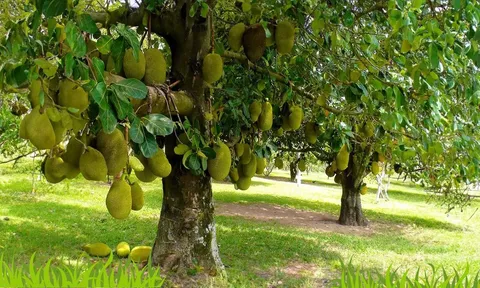 Tại sao người xưa dùng gỗ mít làm tượng thờ, đồ gia dụng quý nhưng dặn con cháu không trồng cây mít trước nhà?
