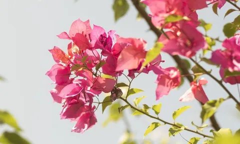 Trồng cây hoa giấy nhất định phải biết điều này để tránh cây tốt lá ít hoa, rất nhiều người phạm lỗi này