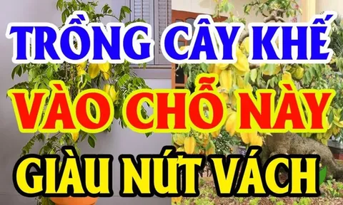 Vị trí tốt nhất để trồng Khế: Chỉ 1 cây thôi cũng giàu có, sung túc cả đời