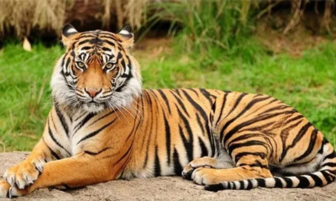 Tháng 2 âm lịch: 4 con giáp được bà Chúa Kho ban phước, 30 ngày hưởng phúc giàu sang trọn vẹn