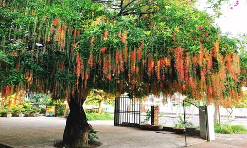 Trước nhà trồng cây lộc vừng, vừa nhiều hoa rủ đẹp, lại thu hút nhiều tài lộc và may mắn