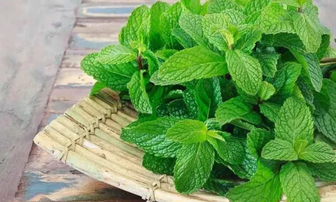 7 loại cây cảnh vừa đẹp, có mùi thơm, lại có khả năng xua đuổi muỗi cực đỉnh, nhà nào cũng nên trồng
