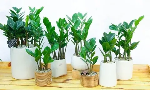 Cây kim tiền mà trồng thế này, của cải đội nón ra, từ thần tài thành thần xui, gia chủ dễ gặp vận hạn