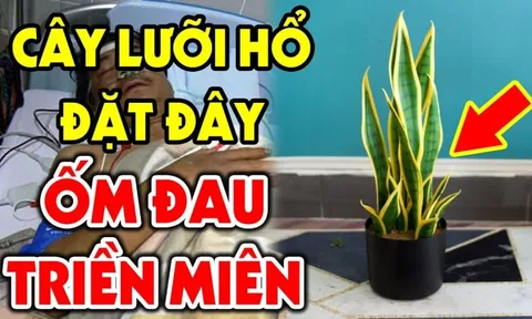 Trồng lưỡi hổ hợp phong thuỷ nhưng có 2 tuổi này rất kị, lỡ trồng của cải trôi sông