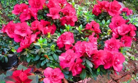 Những loài hoa đẹp rực rỡ này, thường được trồng trong nhà, nhưng lại chứa độc, có thể gây nguy hiểm cho trẻ nhỏ