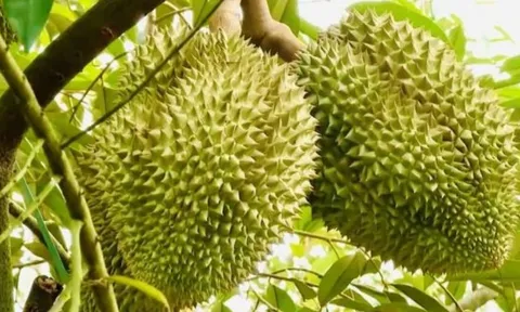 Tổ Tiên khuyên bảo: 'Có 6 loại quả ngon ngọt nhưng đừng đặt ở trên bàn thờ', đó là loại quả nào?