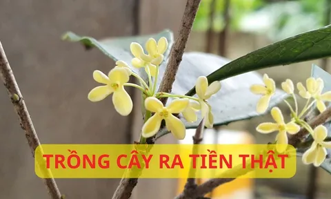 Trồng cây này như chôn hũ vàng trước nhà, cây hợp 5 mệnh hái hoa ra tiền, gia đình khỏe mạnh giàu có