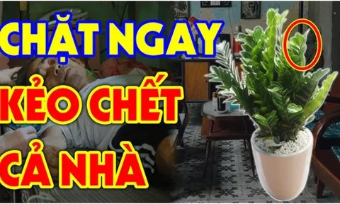 Cây Kim Tiền hợp phong thủy, hút Tài Lộc vào nhà: Nhưng 2 người này rất kỵ, tiền bạc trôi sông, nợ ngập đầu