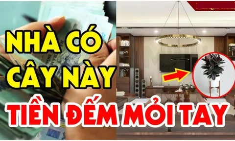 3 loại cây đệ tử Thần Tài rất hợp phong thủy: Chỉ 1 cây trong nhà cũng đủ sung túc, nghe tên đã giàu