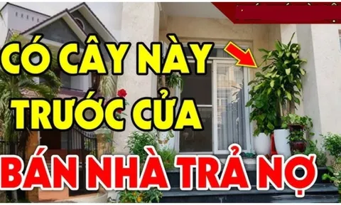 5 loại cây ác không trồng trước nhà, cây càng xanh tươi người càng khánh kiệt: Đó là cây gì?