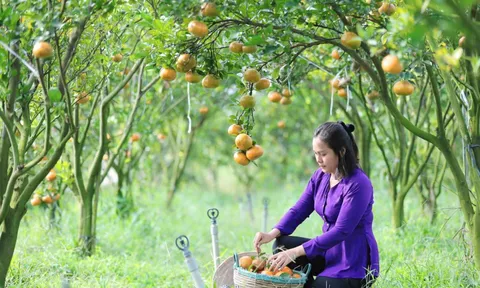 Cô gái tài năng bỏ phố về quê trồng loại cây cho trái đẹp mê hồn, thu nhập khủng khiến nhiều người ngỡ ngàng