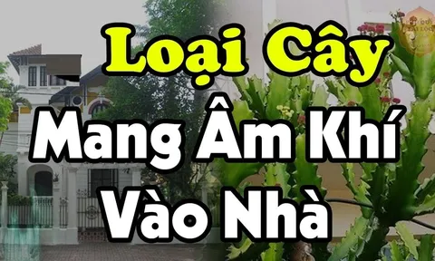 Cửa nhà trồng cây âm, tiền kiếm nhiều cũng mất sạch, cây âm là cây gì?