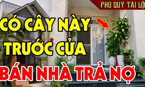 Người xưa nói: "Trước cửa có 3 cây âm, cuộc sống gập ghềnh, trắc trở": Có phải chặt bỏ ngay