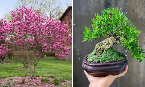 Các cụ nói, "Nghèo trồng cỏ, giàu trồng cây": 4 loại cây dù giàu hay nghèo cũng nên trồng hút tài, đón lộc
